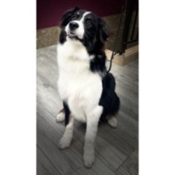 COUPE CISEAUX ET BAIN BALAISES