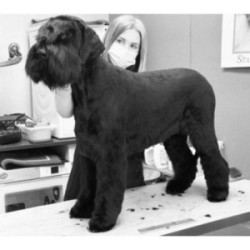 COUPE CISEAUX ET BAIN BIG BOSS