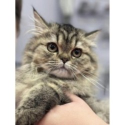 COUPE CISEAUX ET BAIN CHATS 